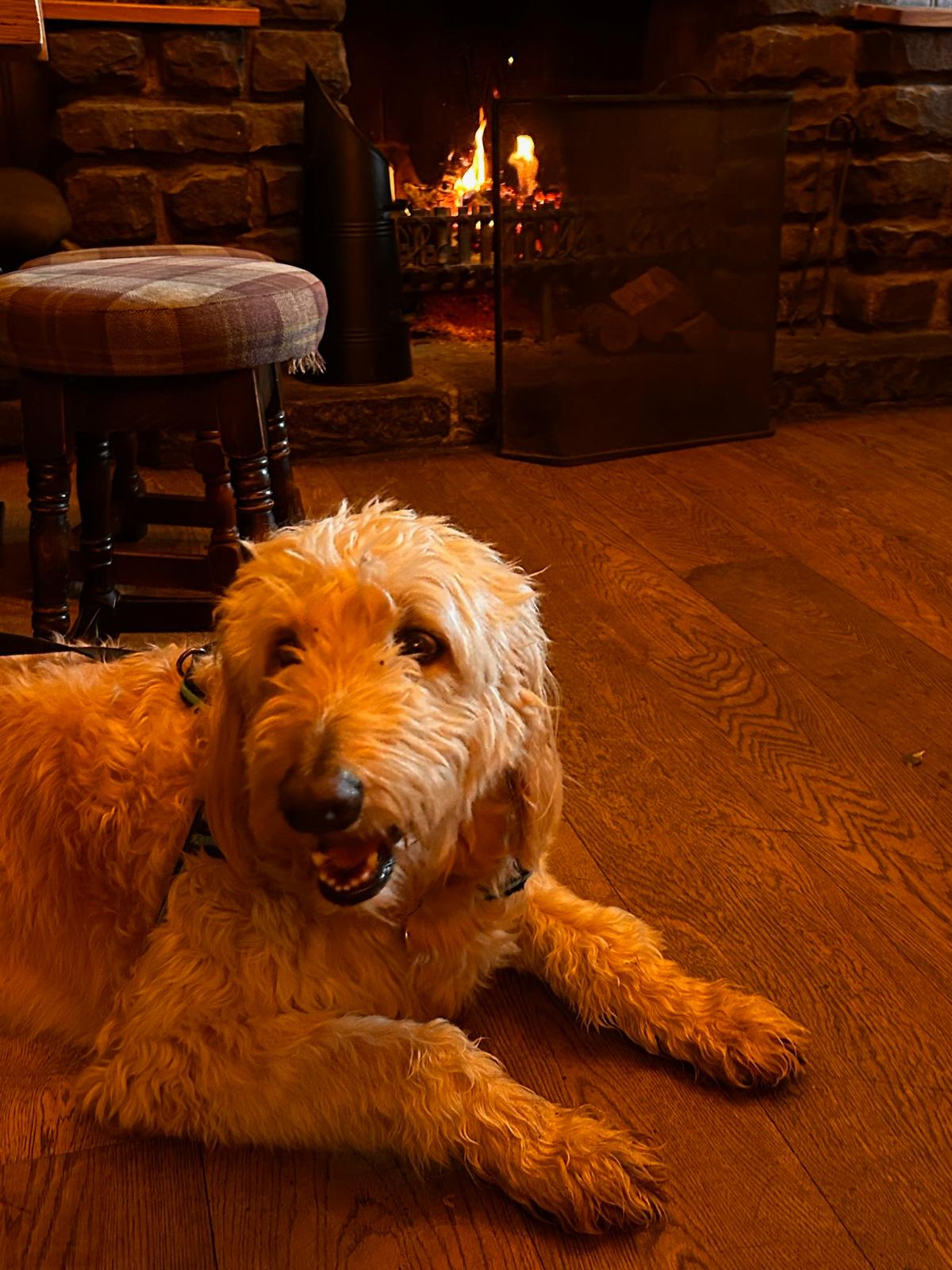 A dog lying on the floor beside the open fire