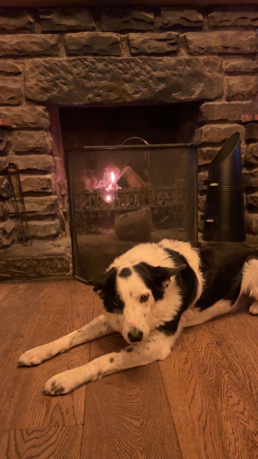 A black-and-white collie stretched out in front of the stone hearth