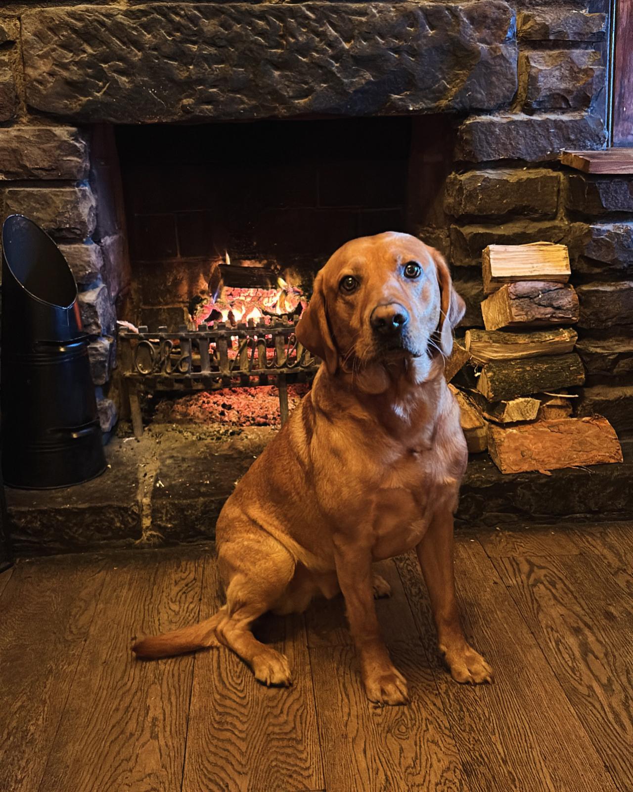 A red Labrador sitting proudly in front of the open fire
